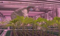 Cannabis light, da Tar ok a prodotti per uso orale