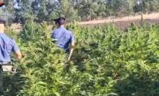 Sardegna "fertile" per la marijuana, spuntano altre coltivazioni
