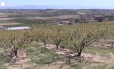 Frutta estiva e granchi blu, autunno pazzo per il caldo