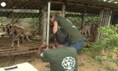 Vietnam, chiude mattatoio per la macellazione di cani- video