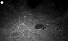 Indonesia, dopo oltre 60 anni ricompare l'echidna che si credeva estinto