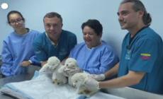 Venezuela, lo zoo Las Delicias festeggia la nascita di tre cuccioli di leone bianco