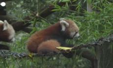 Portogallo, allo zoo di Lisbona il nuovo cucciolo di panda rosso muove i primi passi