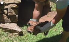 Paraguay, nati due cuccioli di puma al santuario degli animali Tierra Alta