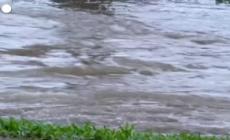 Inondazioni in Australia, coccodrillo catturato in un torrente - Video