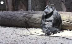 Nati due gorilla negli zoo di Praga e Londra