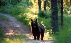 Trento: dopo l'ok del presidente della provincia autonoma Fugatti abbattuto l'orso M90. Il ministro Pichetto: "Non può essere la soluzione". L'ira degli animalisti