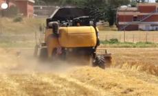 "Stop a nuovi ogm, non daranno reddito ad agricoltori"
