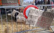 Sanremo, l'agricoltore Cristian Belloni presenta la mucca Ercolina 2: "Qua a protestare"