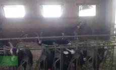 Assorurale: "Settore agricolo in sofferenza da anni, 300mila aziende chiuse"