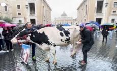 Protesta agricoltori, la mucca Ercolina II in piazza San Pietro