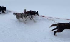 Sleddog, in Trentino atmosfera da Grande Nord con i cani da slitta