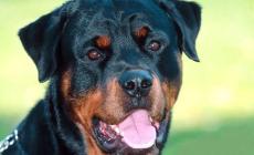 Fratellini aggrediti da rottweiler, sono gravi 