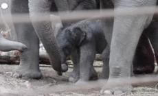 Lo zoo di Copenaghen da' il benvenuto a un cucciolo di elefante - Video