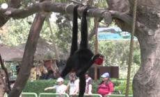 Per&ugrave;, gli animali dello zoo di Lima mangiano frutta congelata contro il caldo- Video