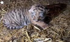 Allo zoo di Copenaghen nasce un cucciolo di tigre siberiana