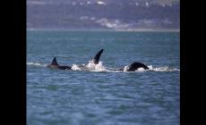 Ragazzo di 12 anni muore dopo l'attacco di uno squalo
