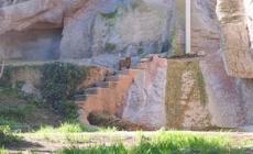 Bioparco di Roma, debutta la tigrotta Kala a rischio estinzione