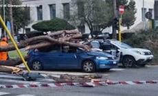 Roma, un grosso albero cade su due auto: un ferito - video
