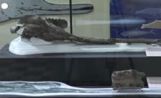 Dall'Amazzonia peruviana fossile di delfino gigante di 16 milioni di anni