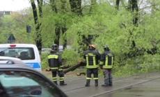 Maltempo, a Milano albero si schianta sulla fermata della linea 14: nessun ferito