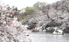 Tokyo, turisti e residenti si godono la piena fioritura dei ciliegi