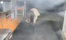 Sydney, cavallo scappa e va in stazione- Video