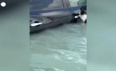 Alluvione a Dubai, l'incredibile soppravvivenza del gatto nell'acqua- Video