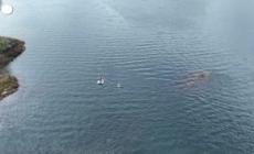 Canada, disincagliato un cucciolo di orca intrappolato nella laguna