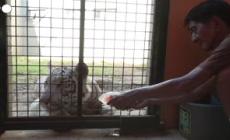 Filippine, la sofferenza degli animali dello zoo di Manila causata dall'ondata di caldo che ha colpito il Paese
