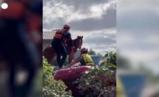 Brasile, cavallo bloccato sul tetto di una casa