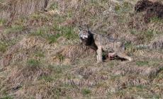 Lupo ferito segnalato nel Parco dello Stelvio