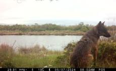 Oasi Wwf Laguna di Orbetello, un lupo immortalato da una fototrappola