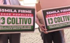Cannabis, Meglio Legale deposita 55.000 firme al Senato per legge popolare