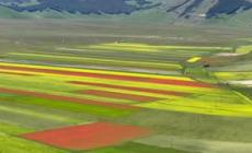 Castelluccio di Norcia, lo spettacolo dei colori della fioritura