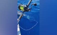 Pesca record a Santa Teresa di Gallura, preso un tonno di 220 chili