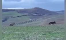 I lupi difendono i vigneti umbri e toscani