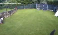Trentino, un'orsa e tre cuccioli ripresi dalle telecamere di un giardino privato