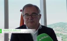 Regione Piemonte, istituita la delega ai tartufi: "Giro d'affari di 250 milioni"
