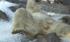 Estate a Praga, ghiaccio nelle gabbie degli animali dello zoo