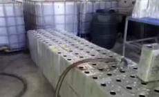 Foggia, scoperto un traffico di olio extravergine di oliva contraffatto