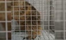 Marmotta in un supermercato, catturata e liberata in montagna