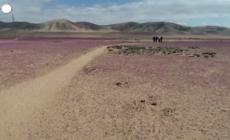 Cile, spuntano i fiori in pieno inverno nel deserto di Atacama