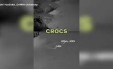 Un leone con tre zampe attraversa di notte un fiume infestato da predatori