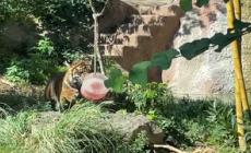 Caldo record, gelati e cibo ghiacciato per gli animali del Bioparco di Roma