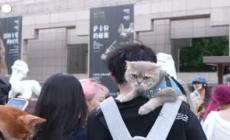 Cina, il museo sull'antico Egitto di Shanghai apre ai gatti