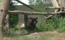 L'orsetto Kuma, da Roma alla Germania verso la semiliberta'