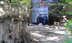 Lo zoo di Berlino presenta un cucciolo di ippopotamo pigmeo