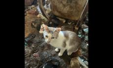 Chiusi in casa tra carcasse ed escrementi, salvati 83 gatti