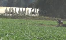 Ancora un bracciante morto nell'Agropontino, la Cgil: "Piu' controlli"